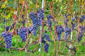Виноградная лоза, фото, Пьемонт, Италия